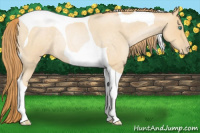 Horse Color:Smoky Blue Roan Pearl Tobiano Rabicano