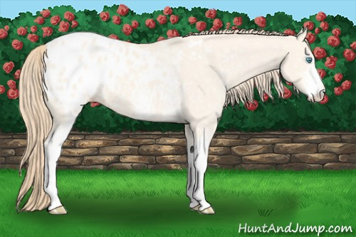 Horse Color:White Spotted Perlino Dun Blanket