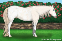 Horse Color:White Spotted Perlino Dun Appaloosa