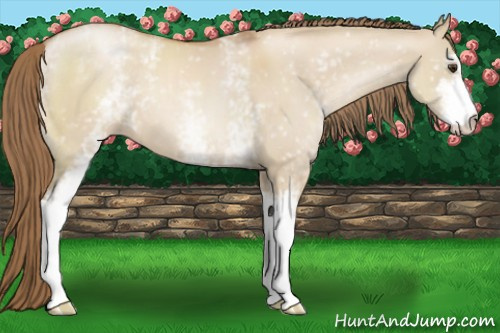 Horse Color:White Spotted Grullo Pearl Sabino