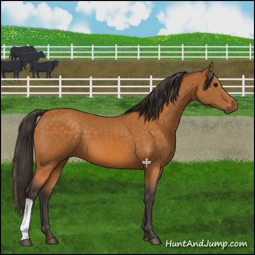 Horse Color:Buckskin 