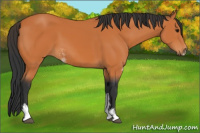 Horse Color:Bay Sabino 