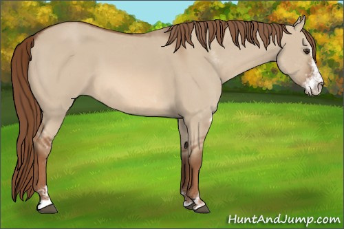 Horse Color:Red Dun Sabino