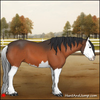 Horse Color:Bay Splash 