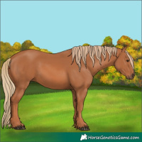 Horse Color:Chestnut 