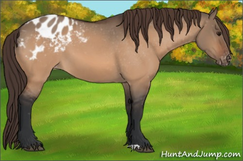 Horse Color:Brown Dun Appaloosa