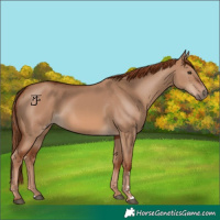 Horse Color:Red Dun 