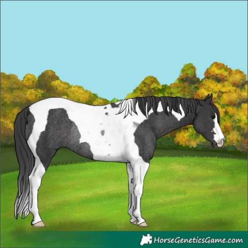 Horse Color:Black Tobiano Rabicano
