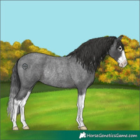 Horse Color:Blue Roan Splash Rabicano 