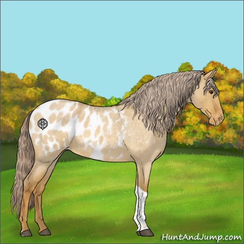 Horse Color:Palomino Roan Dun Tobiano Appaloosa 
