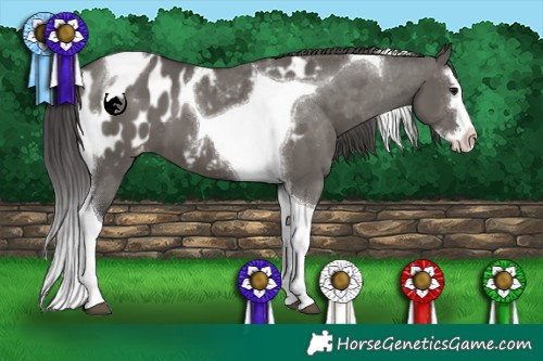 Horse Color:Grullo Splash Tobiano Near Leopard 