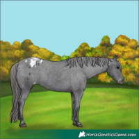 Horse Color:Black Appaloosa Rabicano 
