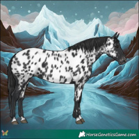 Horse Color:Black Near Leopard 