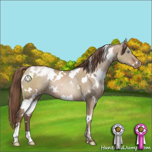 Horse Color:White Spotted Grullo Pearl Appaloosa Rabicano 
