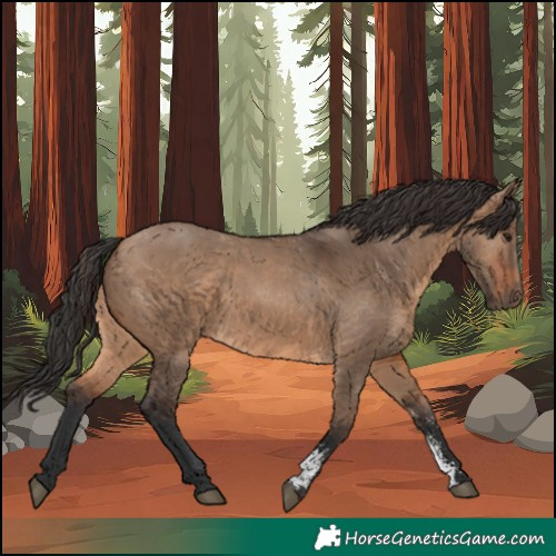 Horse Color:Brown Dun Sabino Rabicano 