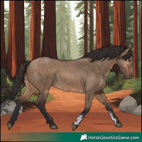 Horse Color:Brown Dun Sabino Rabicano