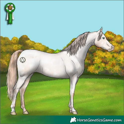 Horse Color:White Spotted Sable Champagne Pearl Sabino Appaloosa 