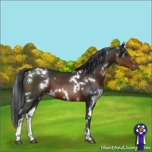 Horse Color:White Spotted Brown Sabino Appaloosa 