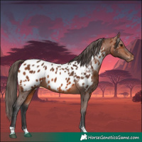 Horse Color:Bay Near Leopard 