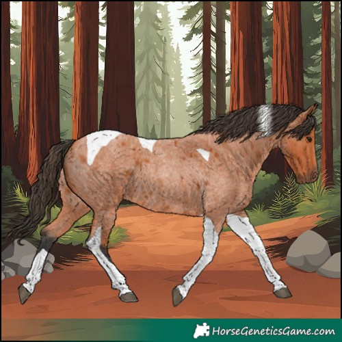 Horse Color:Bay Roan Tobiano 
