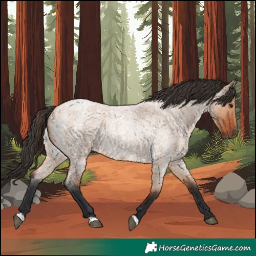 Horse Color:Bay Roan Dun