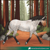 Horse Color:Bay Roan Dun 
