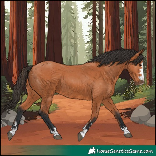 Horse Color:Bay 