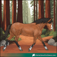 Horse Color:Bay 