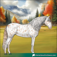 Horse Color:Chestnut Appaloosa 
