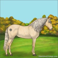 Horse Color:Palomino Roan 