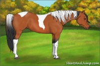 Horse Color:Bay Tobiano 