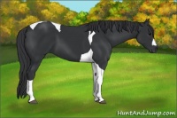 Horse Color:Black Tobiano