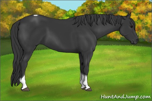 Horse Color:Black Tobiano 