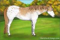 Horse Color:White Spotted Chestnut Appaloosa 