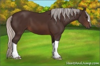 Horse Color:Silver Brown