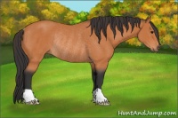 Horse Color:Bay Rabicano 