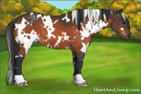 Horse Color:White Spotted Brown 