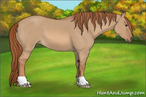 Horse Color:Red Dun 