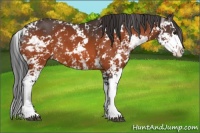 Horse Color:Brown Sabino