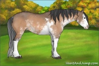 Horse Color:Bay Dun Sabino Splash 