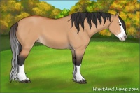 Horse Color:Bay Dun Sabino Splash 