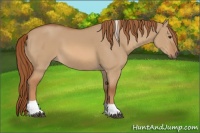Horse Color:Red Dun Tobiano Rabicano 