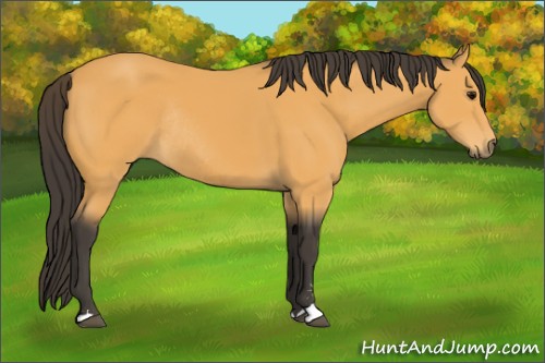 Horse Color:Buckskin Sabino Rabicano 