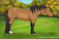Horse Color:Buckskin 