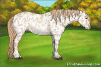 Horse Color:Red Dun Appaloosa  and Red Dun Appaloosa 