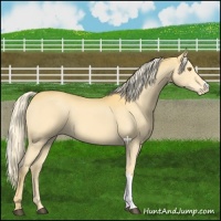 Horse Color:Palomino Appaloosa 