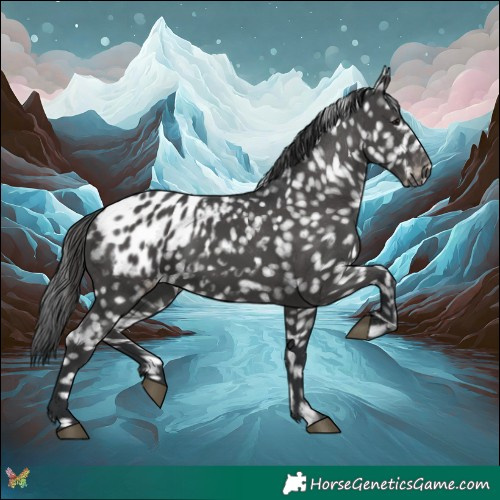 Horse Color:Black Appaloosa 