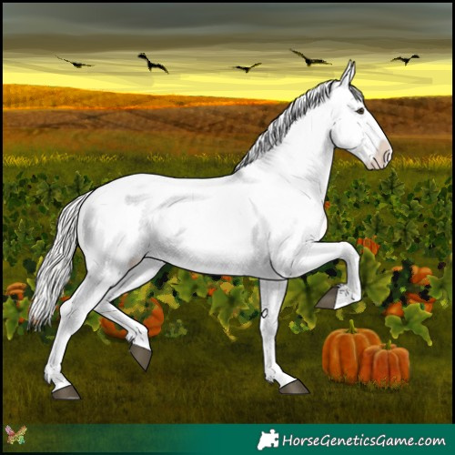 Horse Color:Silver Buckskin Roan Splash Appaloosa