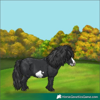 Horse Color:Black Frame 