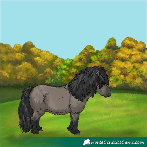 Horse Color:Grullo 